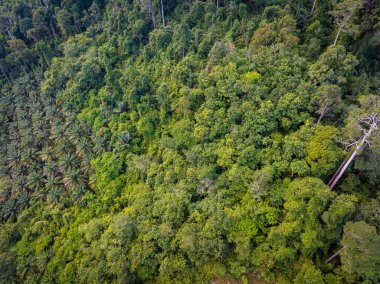 Dağ manzarası üzerinde hava manzarası çeşitliliği yeşil ağaç tropikal yağmur ormanları