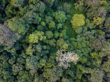 Dağ manzarası üzerinde hava manzarası çeşitliliği yeşil ağaç tropikal yağmur ormanları