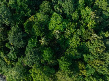 Tropikal yeşil ağaç ormanı arka planda birçok orman çeşidi hava manzaralı doğa manzarası