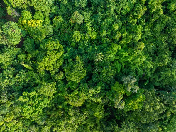 Dağ manzarası üzerinde hava manzarası çeşitliliği yeşil ağaç tropikal yağmur ormanları