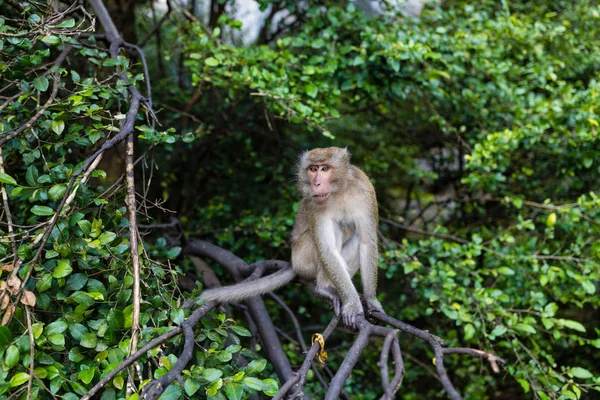 Macaco sentado no ramo da árvore ao ar livre. Tailândia animal — Fotografia de Stock