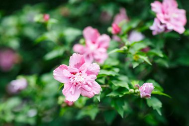 Renkli çiçekler arka plan çiçeklenme, Çiçek Festivali, Yaz vibes
