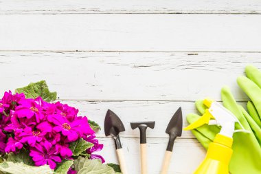 Bahçe düz döşeme öğeleri. Beyaz ahşap arka plan üzerinde yatan mor çiçekler, aletler ve lastik eldiven ler ile yeşil pot. Üst te. Kopyalama alanı