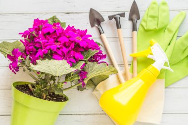 Bahçe düz döşeme öğeleri. Beyaz ahşap arka plan üzerinde yatan mor çiçekler, aletler ve lastik eldiven ler ile yeşil pot. Üstte görüntü