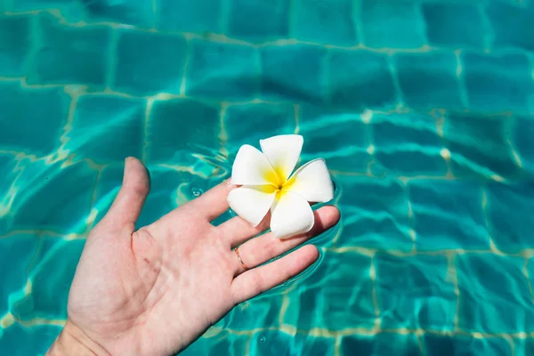 Mão feminina segurando plumeria flor frangipani na piscina. Férias de verão, Viagens, feriado, fundo conceito tropical — Fotografia de Stock
