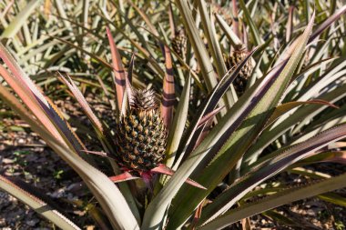 Yakın çekim Olgun ananas meyve tarlasında. Tropikal ananas meyve açık. Phuket Adası, Tayland ananas Plantation peyzaj