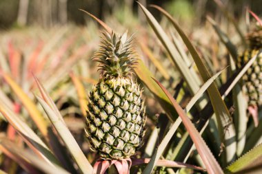 Tropikal ananas meyve açık. Phuket Adası, Tayland ananas Plantation peyzaj
