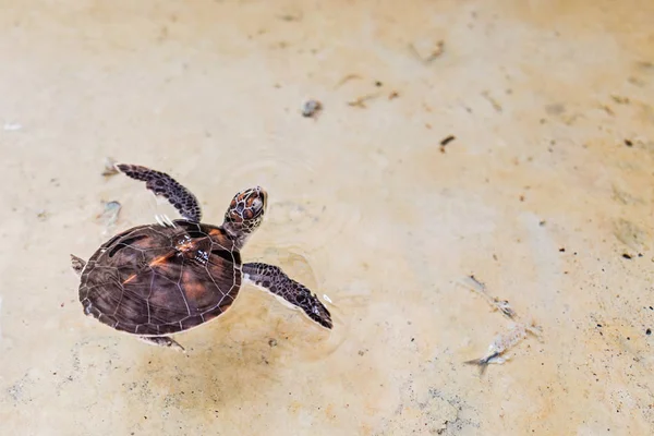 Tortuga marina nada en la piscina abierta. La tortuga es de color marrón. Centro de Rehabilitación para restaurar el número de tortugas, Tailandia, Asia —  Fotos de Stock