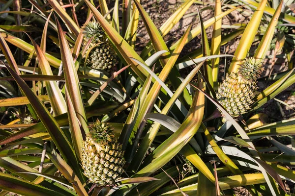 热带菠萝水果户外。泰国普吉岛菠萝种植园景观 — 图库照片