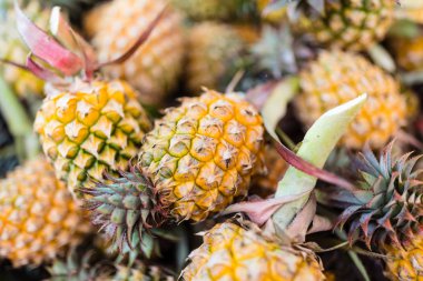 Taze ananas meyveleri. Tropikal meyve konsepti. Sağlıklı ve vitamin gıda
