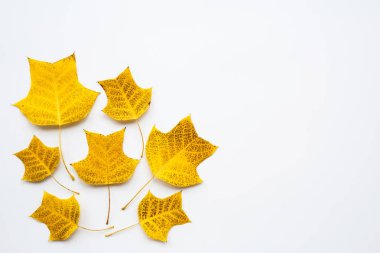 Üst görünüm, düz yatıyordu sonbahar sonbahar mockup. Beyaz arka plan üzerinde sarı yapraklardan yapılmış çerçeve. Kopyalama alanı.