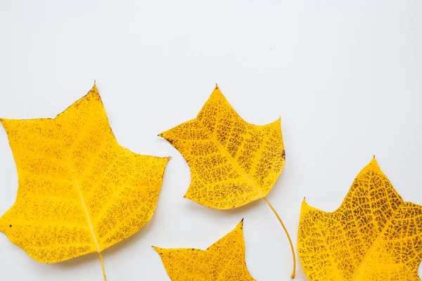 Top view, flat lay autumn fall mockup. Frame made of yellow leaves on white background. Copy space. — Stock Photo, Image