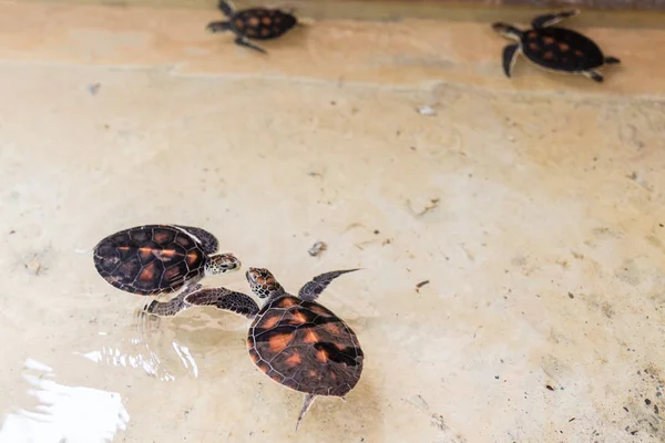 Sea turtles swim in the open pool. Turtle is brown color. Rehabilitation Center to restore the number of turtles, Thailand, Asia — Stock Photo, Image