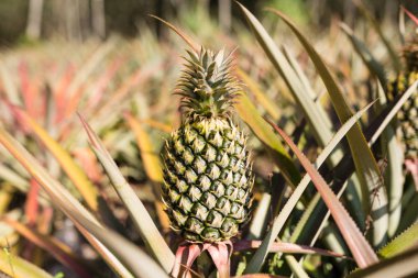 Tropikal ananas meyve açık. Phuket Adası, Tayland ananas Plantation peyzaj
