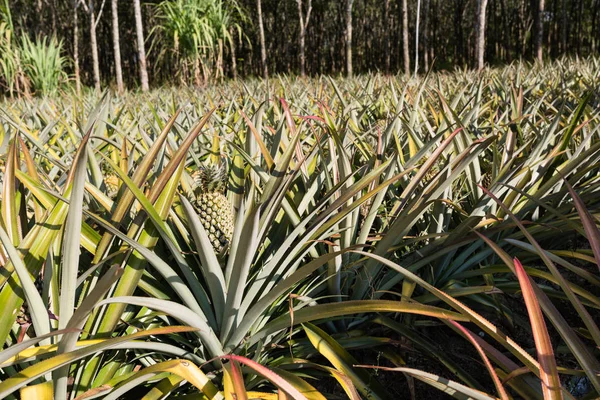 热带菠萝水果户外。泰国普吉岛菠萝种植园景观 — 图库照片