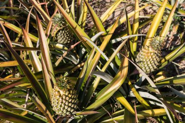 Tropikal ananas meyve açık. Phuket Adası, Tayland ananas Plantation peyzaj