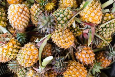 Taze ananas meyveleri. Tropikal meyve konsepti. Sağlıklı ve vitamin gıda