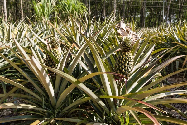 热带菠萝水果户外。泰国普吉岛菠萝种植园景观 — 图库照片