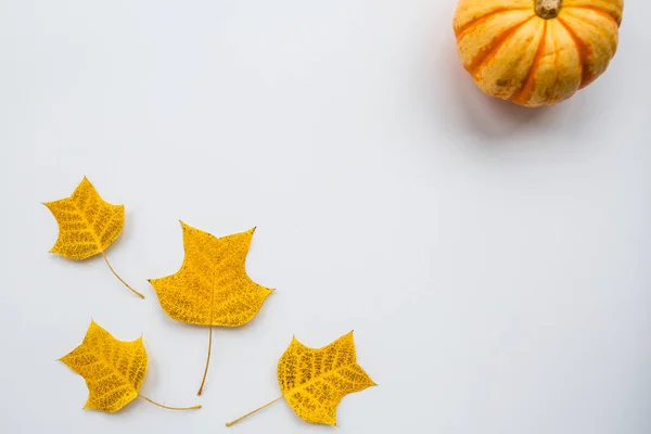 Thanksgiving holiday objects for mock up template design. Autumn pumpkin and fall leaves. View from above. Flat lay, top view, overhead, copy space — Stock Photo, Image