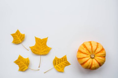 Şablon tasarımı kadar sahte için Şükran tatil nesneleri. Sonbahar balkabağı ve sonbahar yaprakları. Yukarıdan görüntüleyin. Düz döşeme, üst görünüm, genel merkez, kopyalama alanı
