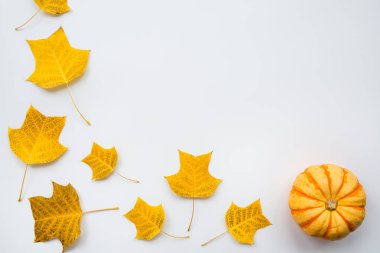 Şablon tasarımı kadar sahte için Şükran tatil nesneleri. Sonbahar balkabağı ve sonbahar yaprakları. Yukarıdan görüntüleyin. Düz döşeme, üst görünüm, genel merkez, kopyalama alanı