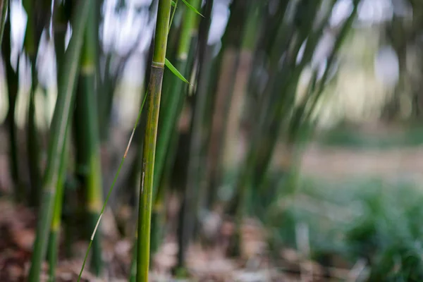 Grön bambu bakgrund. Selektivt fokus. Vacker natur i Kina — Stockfoto