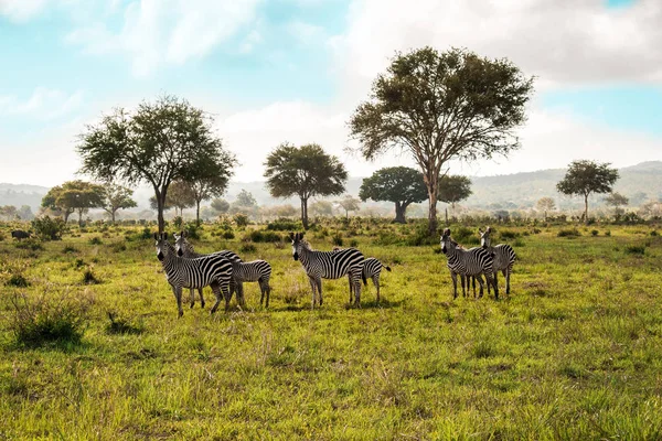 Safari Dans Parc National Mikumi Tanzanie Troupeau Zèbres Savane — Photo