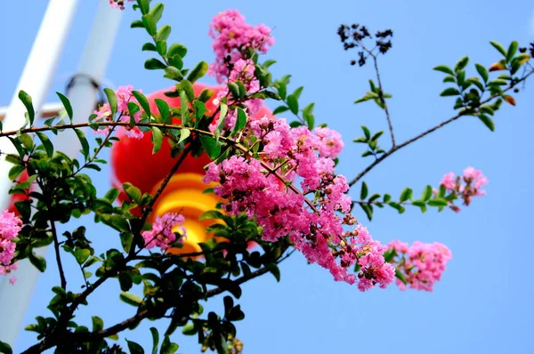 Festival Chino Flor Aire Libre —  Fotos de Stock