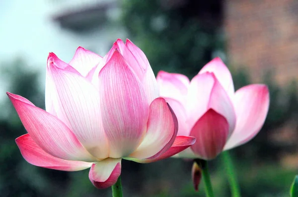Lotus gölde.