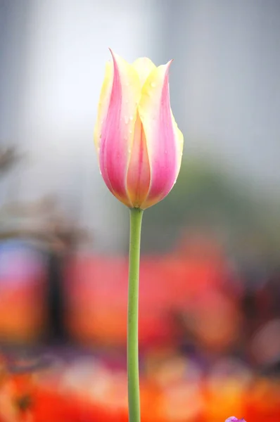 Tulp Bloem Tuin — Stockfoto