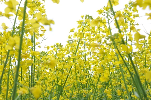 公园里的菊花 — 图库照片