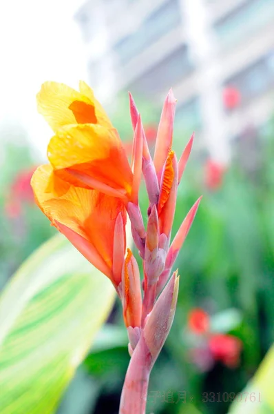 Canna Dans Forêtcanna Dans Forêt — Photo