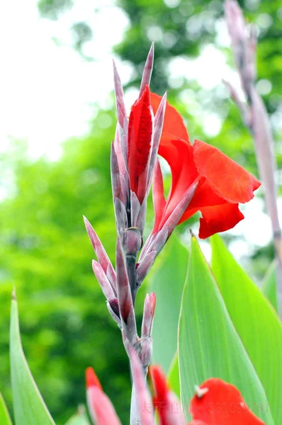 Canna orman forestcanna içinde