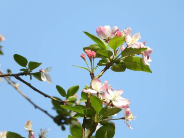 İlkbaharda, daldaki begonya çiçeği 