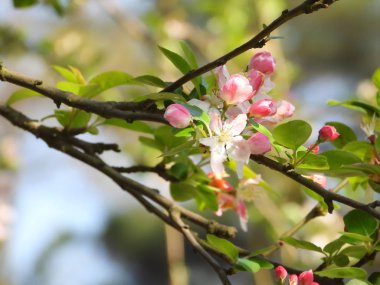 dalda birçok begonya çiçekleri