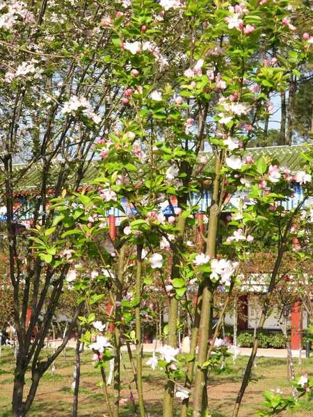 Çin'in baharında birçok Begonya çiçekleri