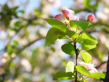 Çin baharında Begonya çiçek