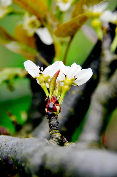Białe Chińskie Kwiaty Gruszki Wiosną — Zdjęcie stockowe