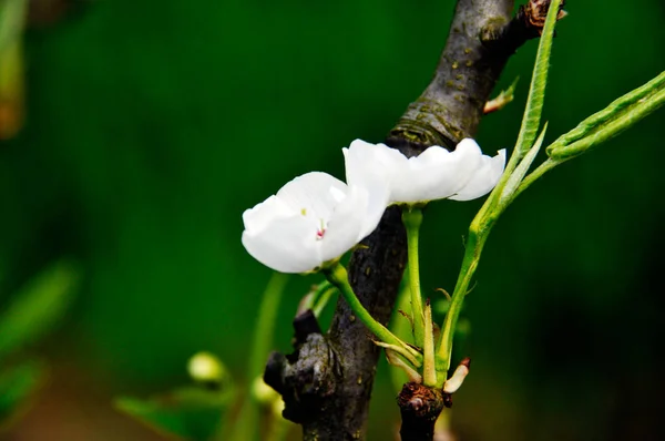 中国の春の白梨の花のクローズアップ写真 — ストック写真