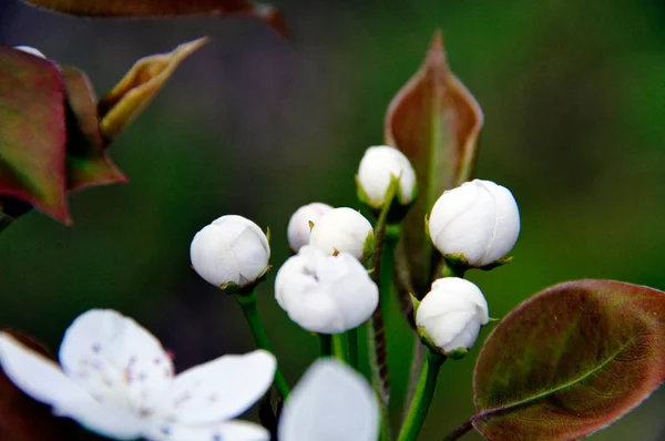 中国の春の白梨の花のクローズアップ写真 — ストック写真