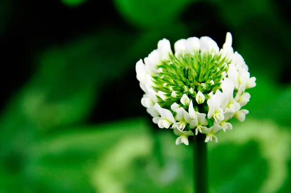 中国の春の白梨の花のクローズアップ写真 — ストック写真