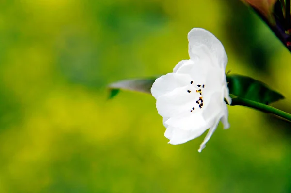 中国の春の白梨の花のクローズアップ写真 — ストック写真