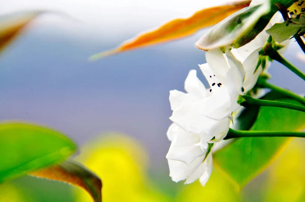 Las Imágenes Cerca Las Flores Pera Blanca Primavera China —  Fotos de Stock