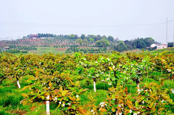 Die Wälder Und Die Windmühle Der Chinesischen Landschaft — Stockfoto