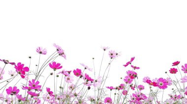 Pembe kozmos çiçek beyaz arka plan üzerinde yeşil kök ile çiçek vardır.