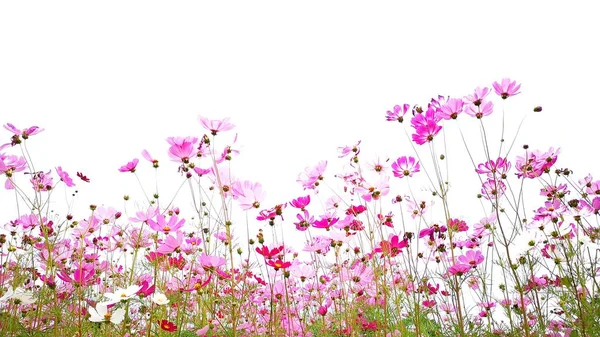 Flor Cosmos Rosa São Flor Com Haste Verde Fundo Branco — Fotografia de Stock