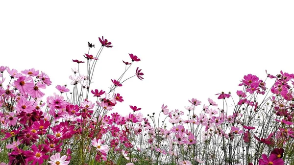 Flores Cosmos Rosa Vermelho Estão Florescendo Isolado Fundo Branco — Fotografia de Stock