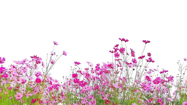 Rosa Kosmos Blume Blühen Mit Grünem Stiel Auf Weißem Hintergrund — Stockfoto