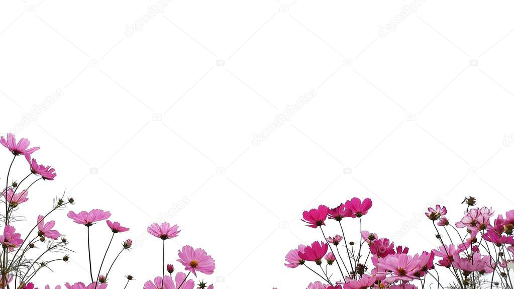 Pink cosmos flower are bloom with green stem on white background.