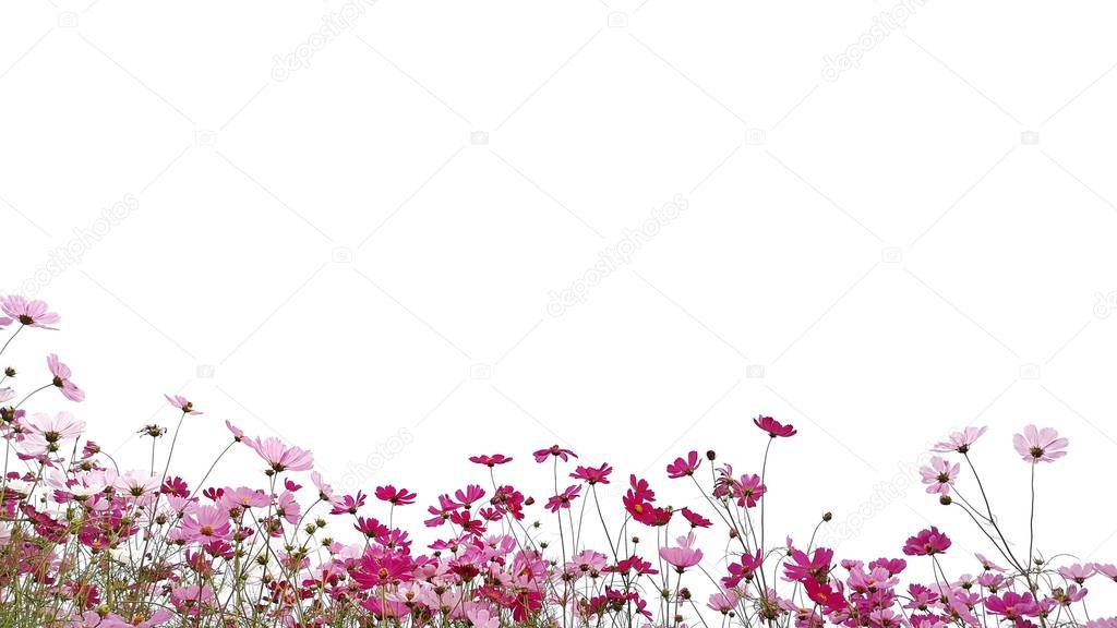 Pink cosmos flower are bloom with green stem on white background.